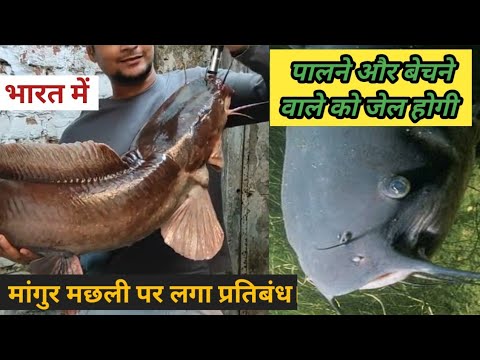 Why is Mangur fish banned in India? भारत में मांगुर मछली प्रतिबंधित क्यों हैं?