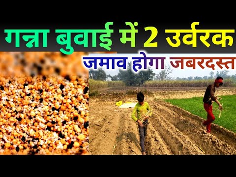 गन्ना बुवाई में 2 उर्वरक साथ मे डाल देने से फायदे  हैरान करदेगें।surprised  benefits two fertilizers