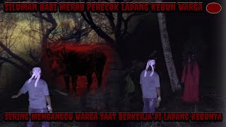 KUTUKAN BABI MERAH-PELAKU PESIGIHAN JADI BABI!! KETURUNAN KENA IMBASNYA
