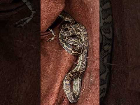 Carpet Python in a Rats Nest #python #snake