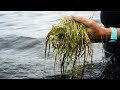 Chesapeake Bay Ecosystem Challenges