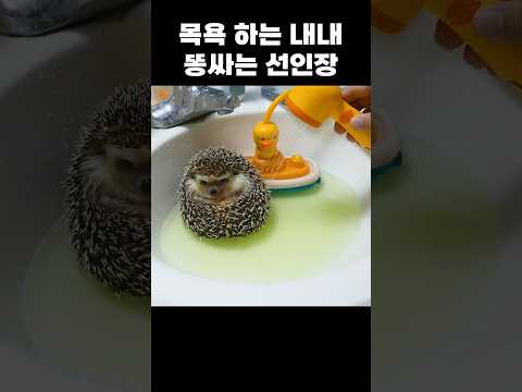 고슴도치는 목욕할 때 똥싸는 선인장이 된다. ㅋㅋㅋ