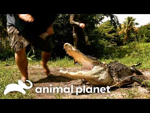 Extremely Close Call! Gator Almost Bites Jimmy! | Gator Boys | Animal Planet