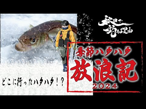 【秋田釣り】【秋田季節ハタハタ】季節ハタハタ放浪記2024