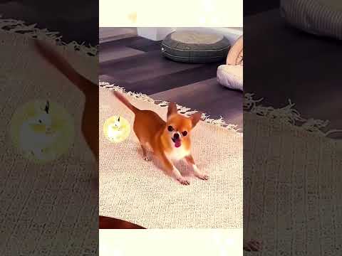 #cat #dog #dogs #cut #cute #love #lovecats #lovedogs #funny #virla #viralvideo #foryou #foryoupage