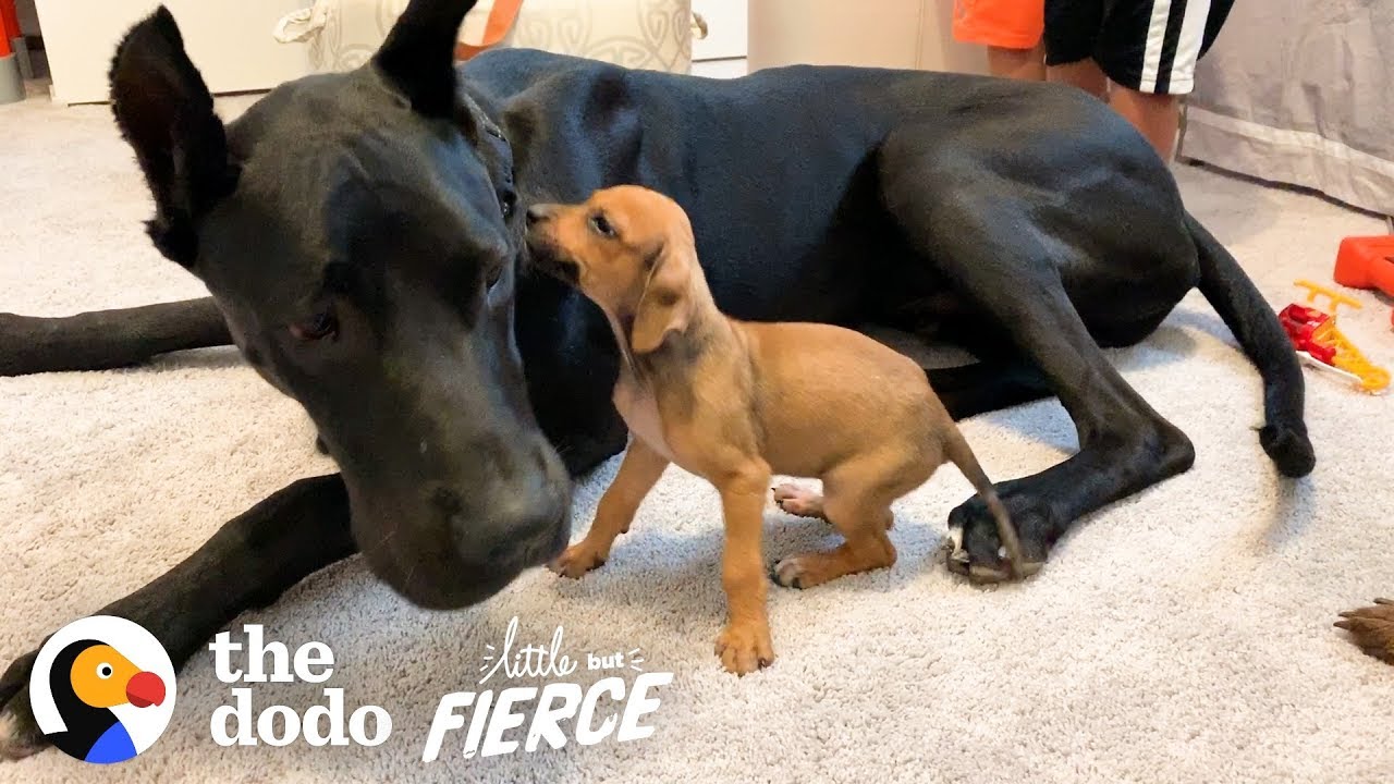 Tiny, Scared Puppy Falls In Love With A 120-Pound Great Dane Little But Fierce