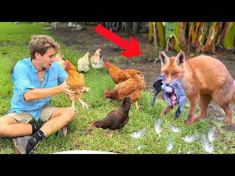 THE BEAST IS EATING OUR CHICKENS…RIP