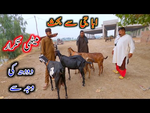 Healthy Discussion With Ashraf Gujjar About Goat's Udder - Goat Milking
