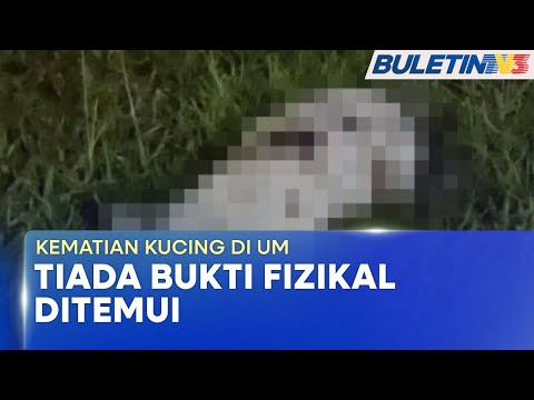 KEMATIAN KUCING DI UM | Veterinar Tidak Temui Sebarang Karkas, Darah Pada Bangkai Kucing