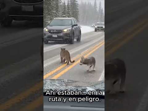 Los rescatamos juntos… pero su historia no terminó como esperábamos.