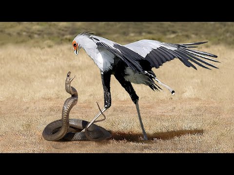 Top 5 Eagles and Birds vs Snake | Eagle vs Cobra Snake Amazing Footage!