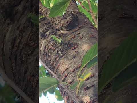 #사마귀 #애매미 #사마귀사냥 #사냥실패 #Mantis