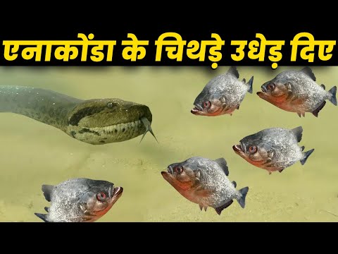 जब पिरान्हा से उलझना एनाकोंडा को महंगा पड़ गया !
