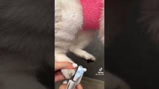 how to trim your cat,s claws💃🏻