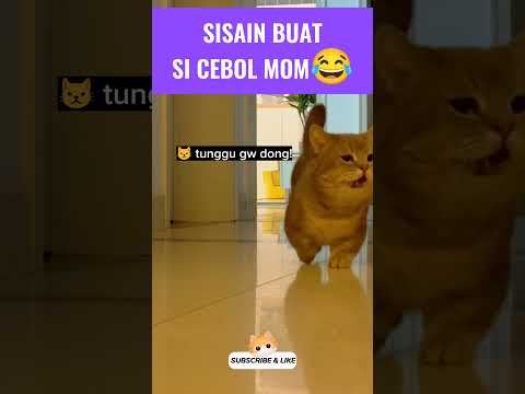 sisain buat si cebol mom😂#kucinglucu #kucingmeongmeong #funnycats #cutecat #catmemes