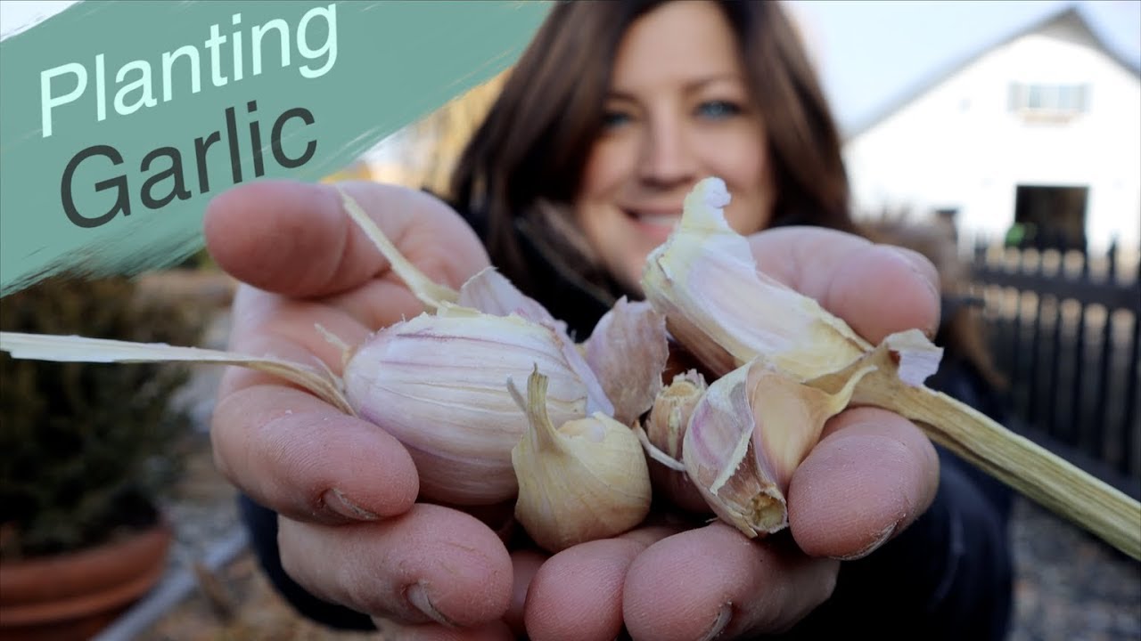 Better Late Than Never- Planting Garlic!