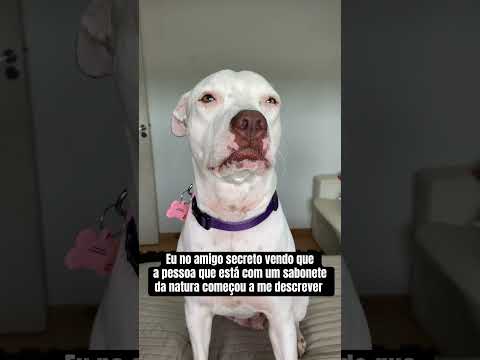 Eu no amigo secreto 😂😂😂 #humor #pets #dogs #shorts