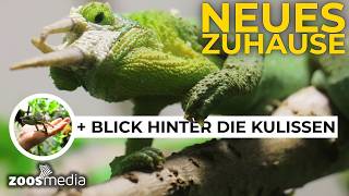 Gerettete Exoten 🧳🐍 ARTENSCHUTZHAUS im Zoo Vienna | zoos.media