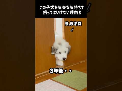 予想以上の成長をした子犬6 #greatpyrenees #癒し #大型犬のいる生活 #大型犬 #グレートピレニーズ #犬のいる生活 #愛犬 #可愛い #ペット #大型犬と暮らす