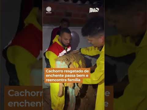 Cachorro resgatado de enchente passa bem e reencontra família #Shorts #FalaBrasil