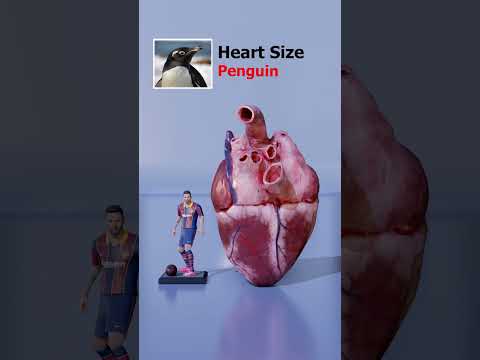 See the Wildest Heart Size Differences Ever!