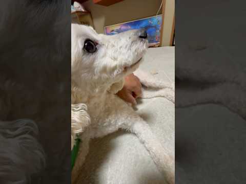 犬の動画サムネイル - #shorts 今晩のタローちゃん　トイプードル　2025年6月1日