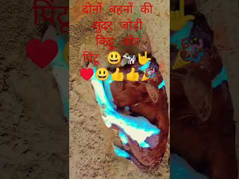 👍🐄🤟#randeep_malik_dairy_farm_jind_city #shorts #motivation #balajidairyfarm  #villagelife #dinuswami