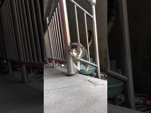 You Won't Believe This Cat's Bad Luck! 😹
