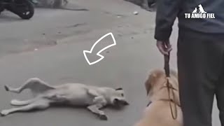 Perrito callejero intenta mostrarle sus trucos a un hombre que pasea a su perro | Tu Amigo Fiel