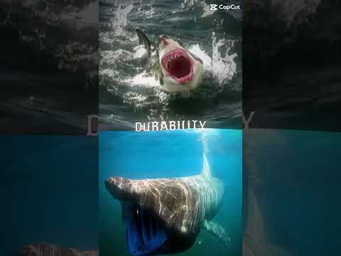 Great White Shark vs Basking Shark (Shark Championship #16)