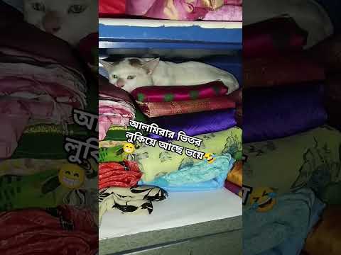 #cat #viralvideo #reels