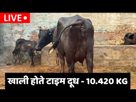Live Milking || Empty Time || Village-Kharkadi Sohan, Near-Tosham 📱 9812219008