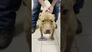 Máte nové zvíře? Tohle MUSÍTE vědět 🤯