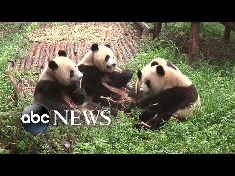 Pandas No Longer Endangered