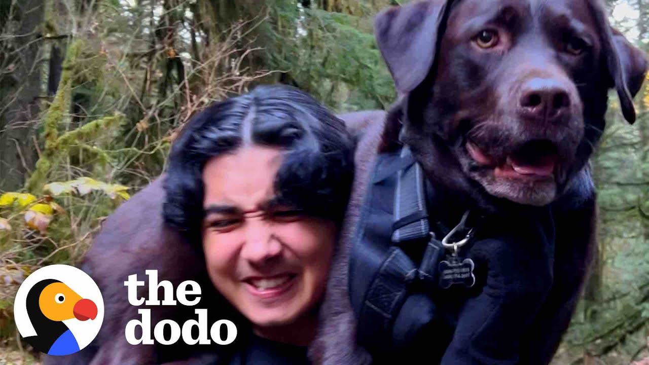 Family Carries Their Injured Lab Down A Mountain