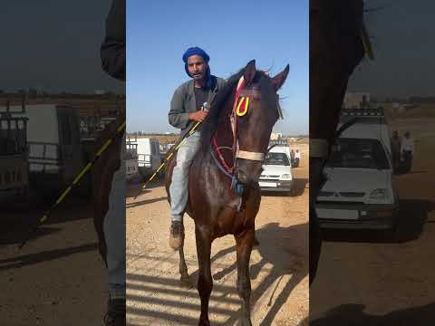 لي عندو شي عود يعيط بيضاوي 💪