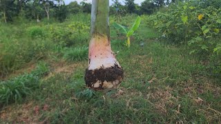 How to Grow Banana from Comb | Simple Organic Banana Farming Method by AgriBuzz
