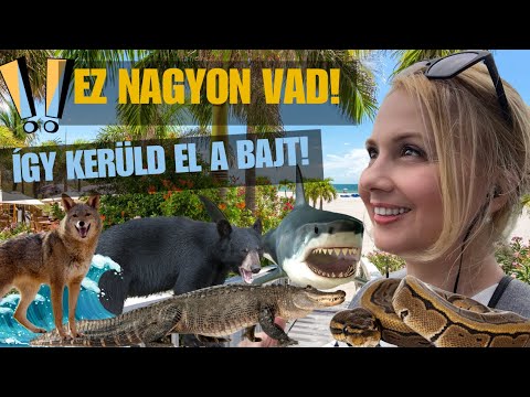 Mire vigyázz! Halálos állkapcsok, veszélyes hullámok, elviselhetetlen csípések. #florida #vadvilág