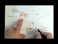 Angle Properties of Parallel Lines and Transversals