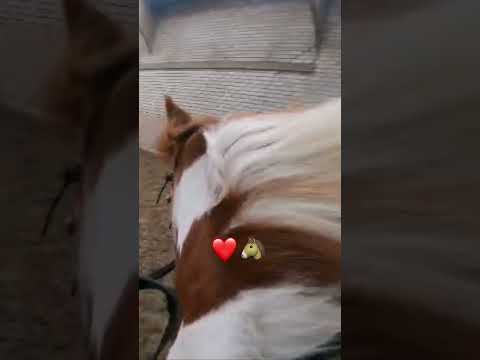 Canter around with lucky!!!❤️❤️❤️ #kpop #horse #equestrian #pony #horseriding #lucky