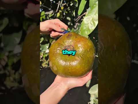 At Thanksgiving dinner, my grandfather raised his glass and said, "Some of us forget which...