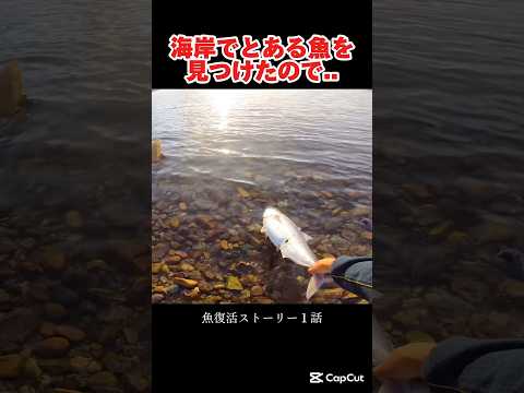 海岸でとある魚を見つけたので#釣り#fishing#魚
