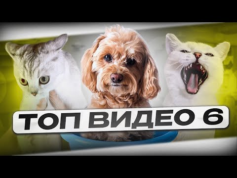 ТОП 6 ВИДЕО С БЕЛКОЙ И НЮШЕЙ #pets #cat