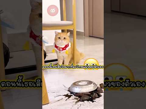 แมวมีสัมผัสพิเศษ 🧐❓#แมว #แมวน่ารัก #cat #สัตว์โลกน่ารัก #fyp #viralvideo