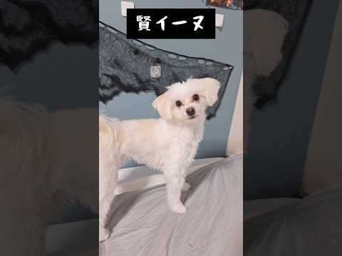 自分の意思をしっかり伝える賢イーヌ #かわいい #犬