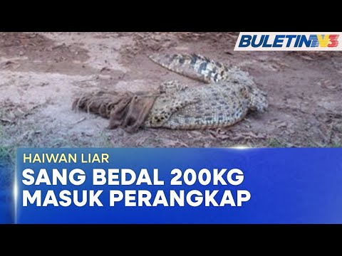 HAIWAN LIAR | Buaya Tembaga 200Kg Masuk Perangkap Di Melaka