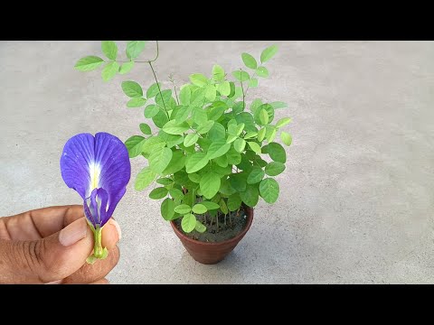 How to grow aparajita / blue pea plant / butterfly pea plant / easily at home