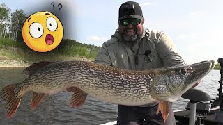 This is a GIANT PIKE! Fishing Curly Tail Swimbaits!