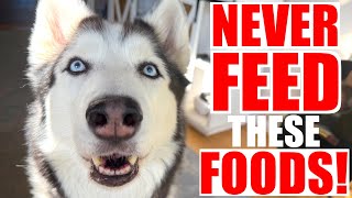 3 Foods You Can NEVER Feed To A Dog!!!