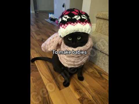 Think about it #cat #foryou #funny #georgieebom #meme #fyp